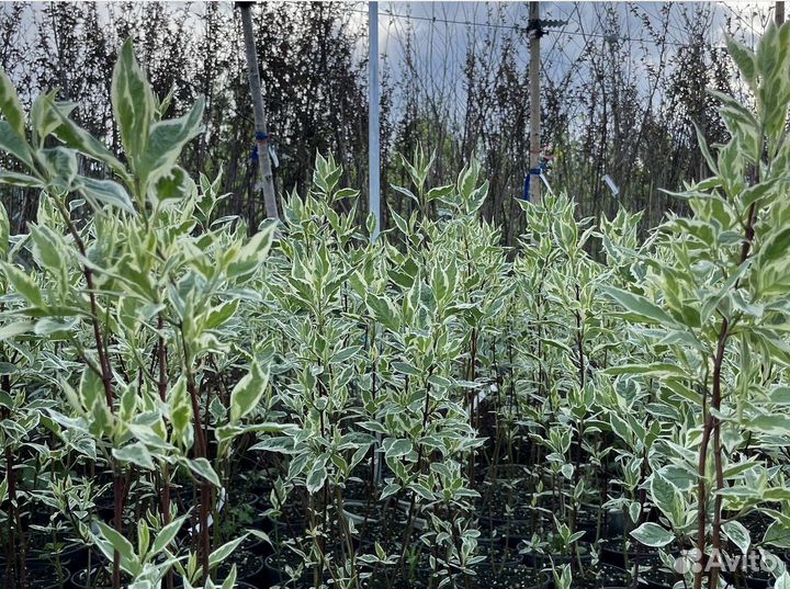 Дерен из питомника