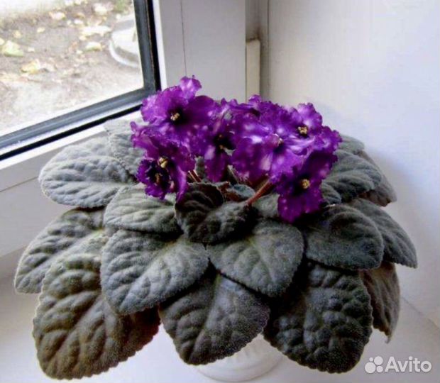 Сортовые фиалки