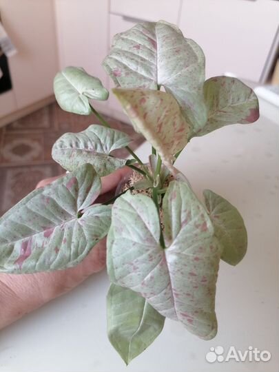 Сингониум Милк конфетти (тай)