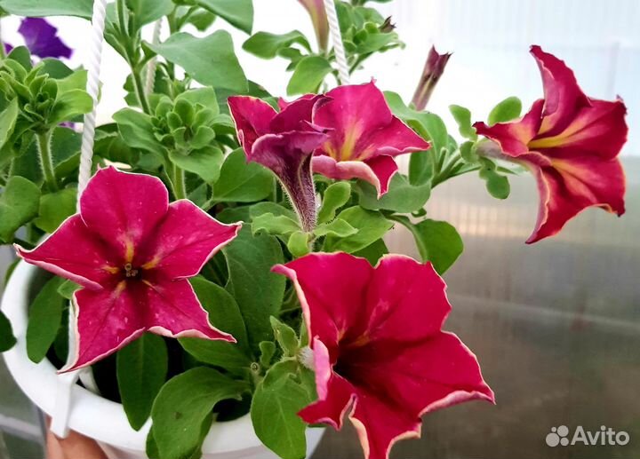 Вегетативная петуния и калибрахоа