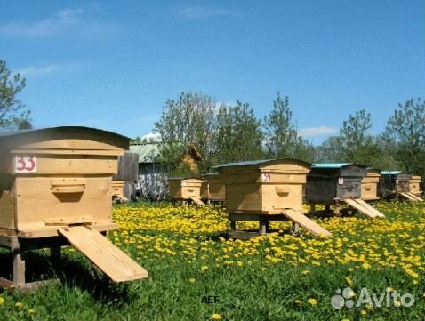 2024 Мёд натуральный алтайский опт