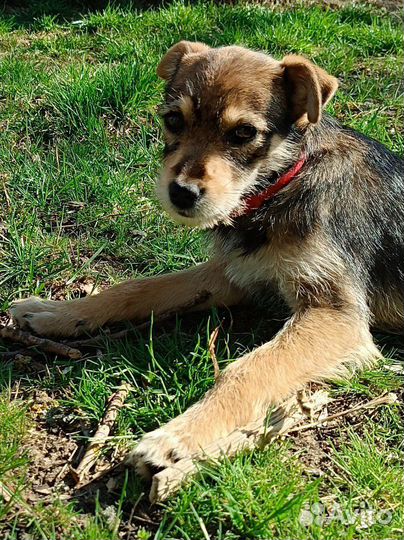 Девчонка 4 месяца от полуягдтерьера и джек-рассела