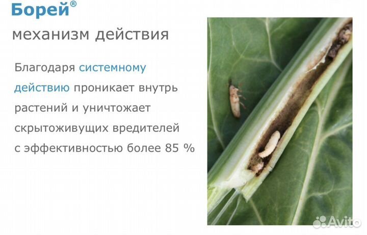 Борей (инсектицид)
