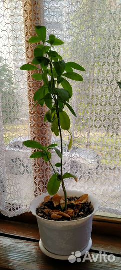 Комнатные цветы