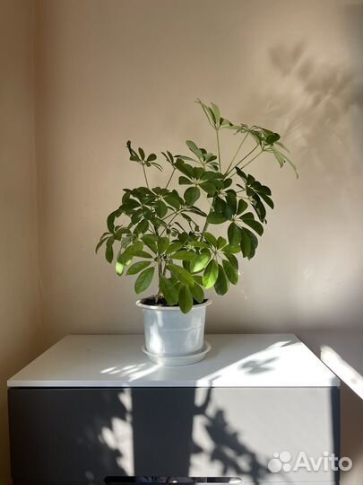 Шефлера, комнатное растение