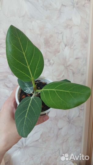 Фикус Бенгальский