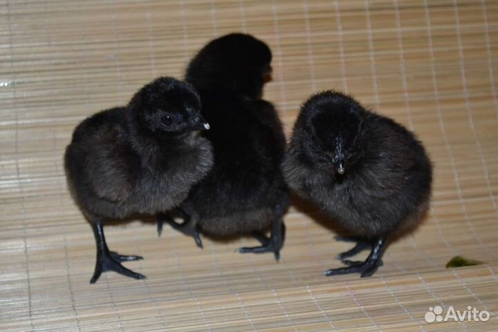 Ухейилюй Инкубационное яйцо и цыплята