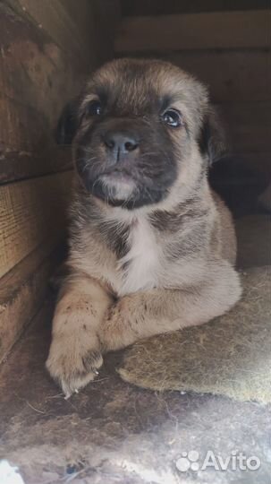 Щенки аусси