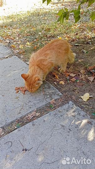 Пристраивается рыжик