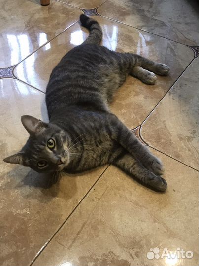 Воспитанные кошечки ищут новых хозяев