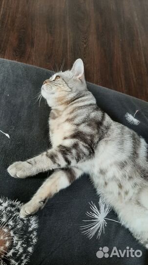 Британский кот