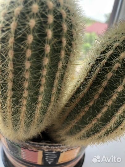 Кактусы многолетние