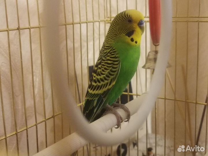 Попугай с клеткой