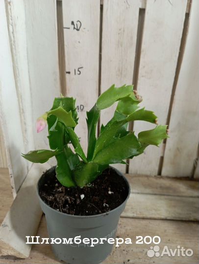 Комнатные цветы растение шлюмбергера Декабрист