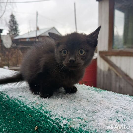 Кошки в добрые руки