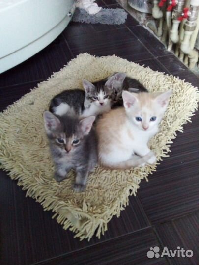 Отдам котят в добрые руки