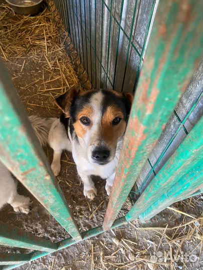 Собачки в добрые руки