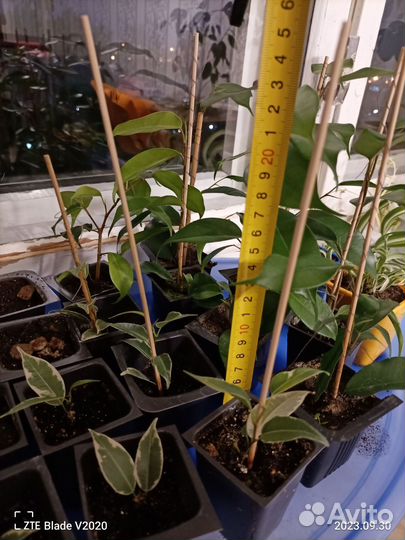 Фикус (зелёные и малыши пёстренькие)