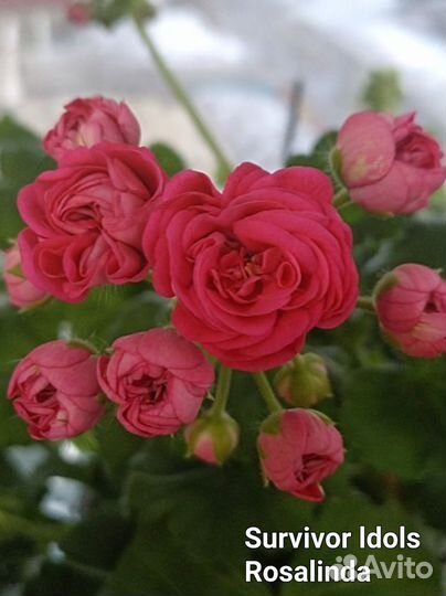 Пеларгонии сортовые (герани)