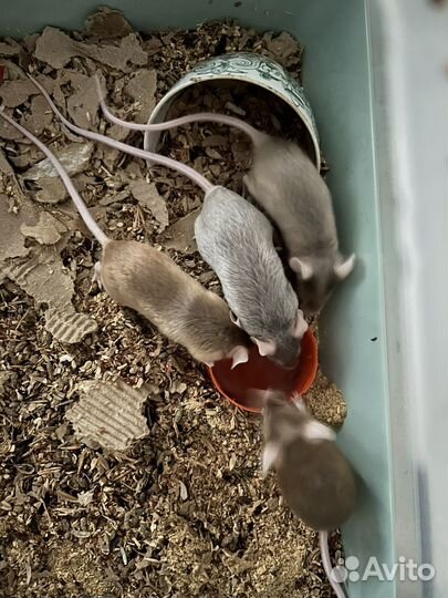 Мышь сатиновая