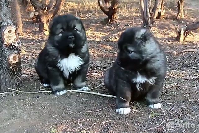 Кавказская овчарка