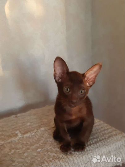 Ориентальный котенок