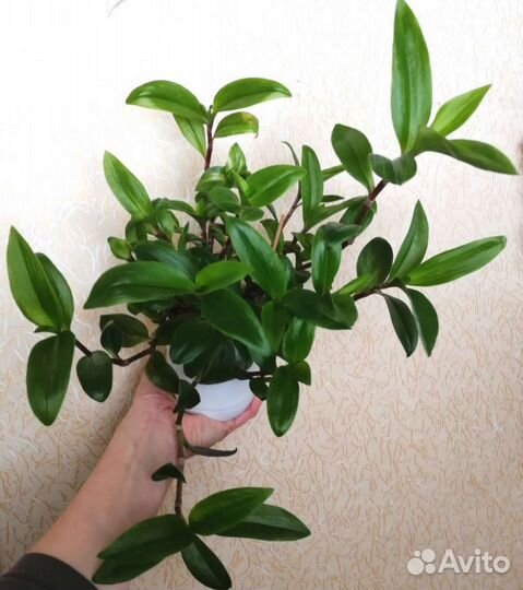 Цветочки для дома