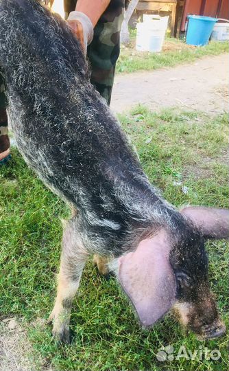 Поросята подрощенные мангалы