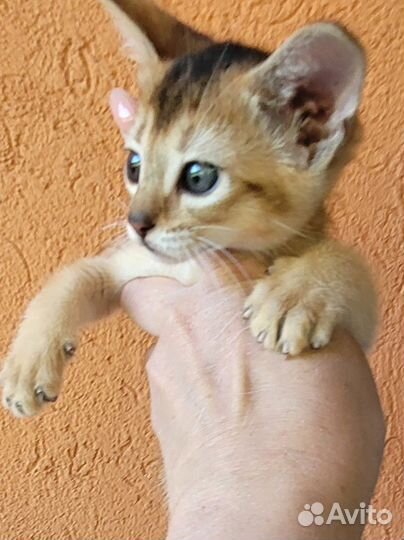 Абиссинская