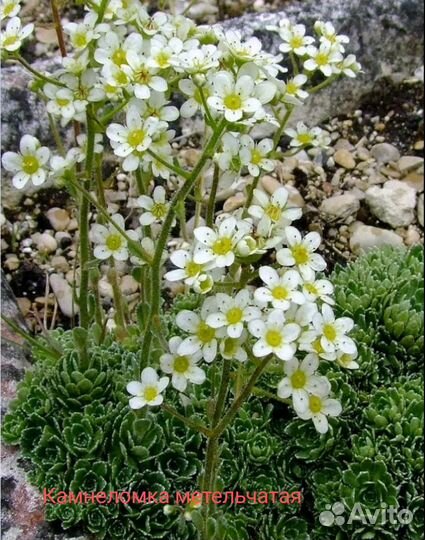 Молодило каменная роза