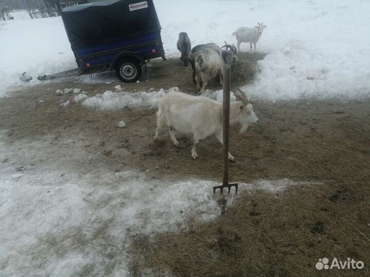 Козы, бараны