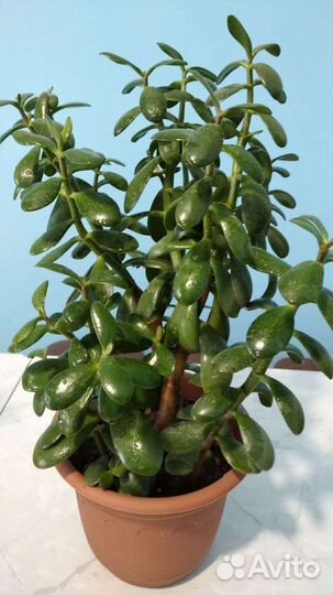 Алоэ, денежное дерево, фиалки, пеларгония