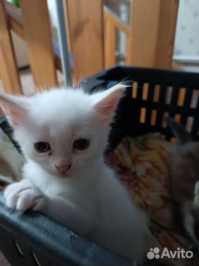 Котята невская маскарадная