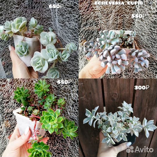 Суккуленты
