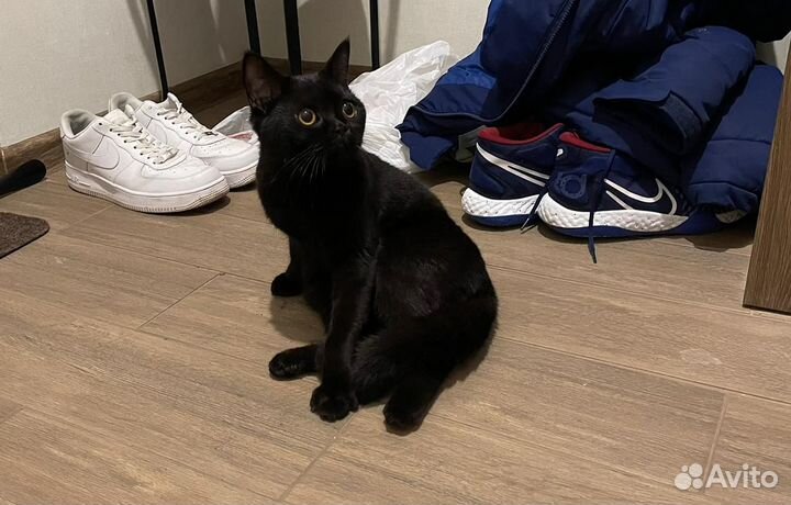 Чёрная кошка