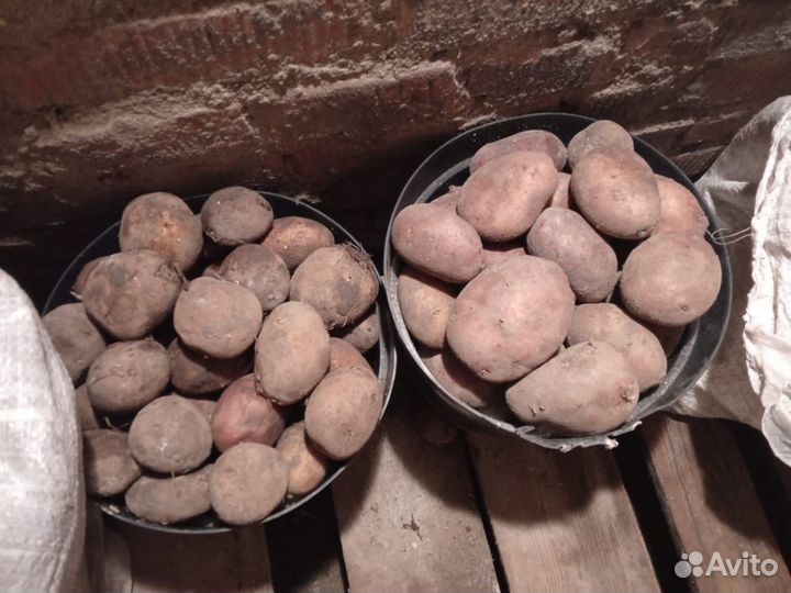 Продам картофель