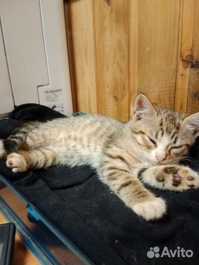 Котята