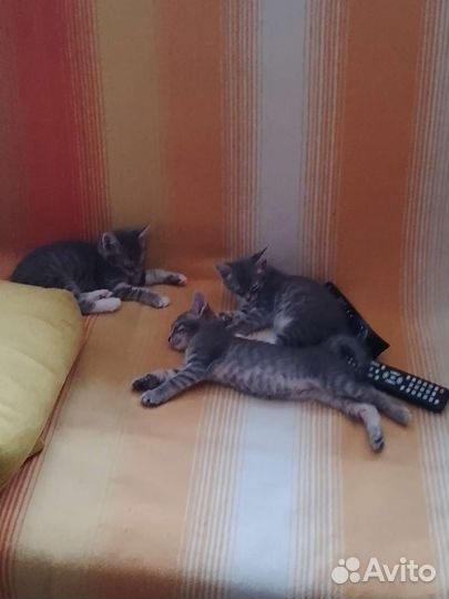 Кошка в дар бесплатно