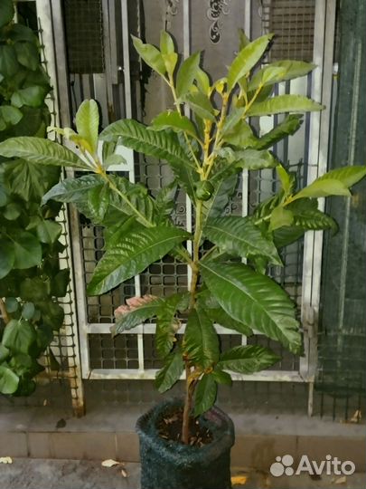 Мушмула японская