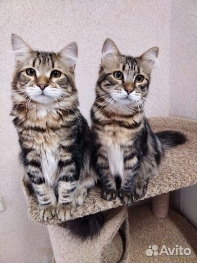 Сибирские котята