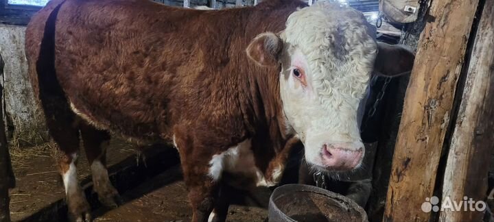 Быки на племя
