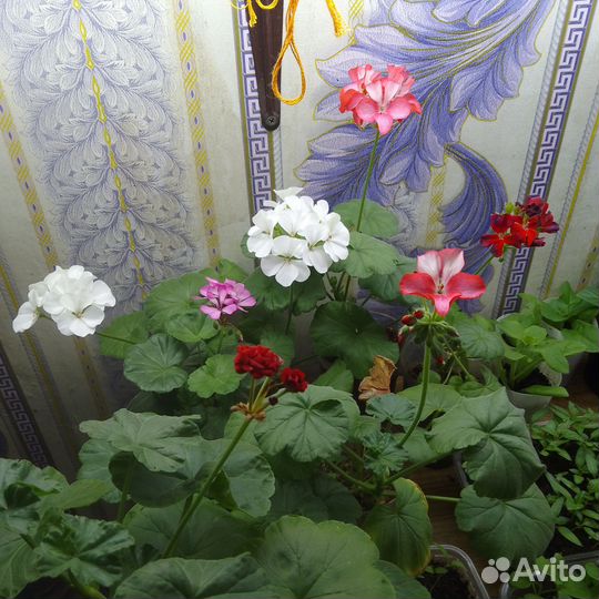 Пеларгония герань