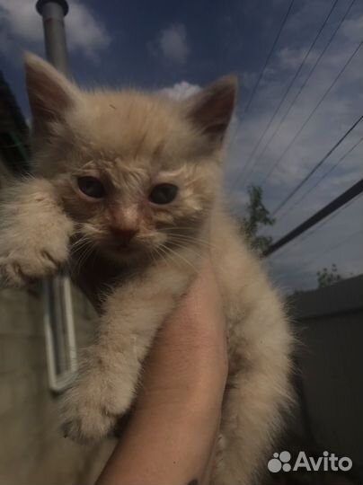 Котята в добрые руки