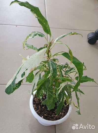 Фикус Ракемоза вариегатная