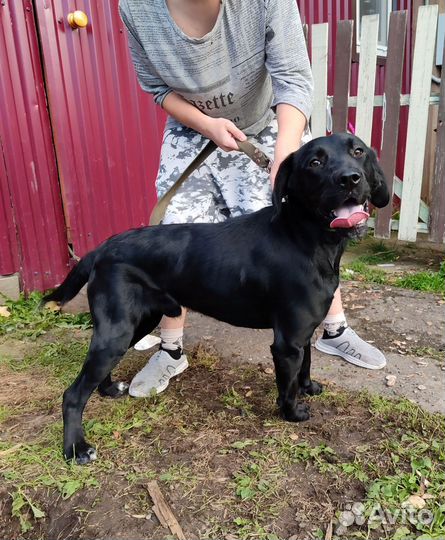 Отдам в добрые руки лабрадора
