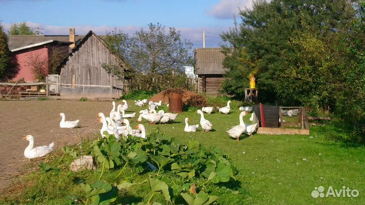 Гуси, порода Линда, продажа