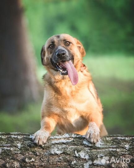 Ищем для мальчика Барни любящую и заботливую семью