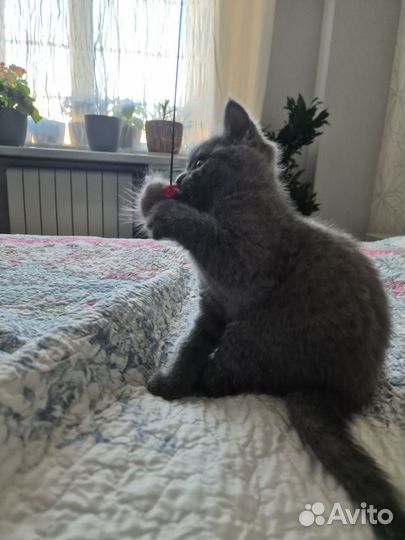 Британские котята