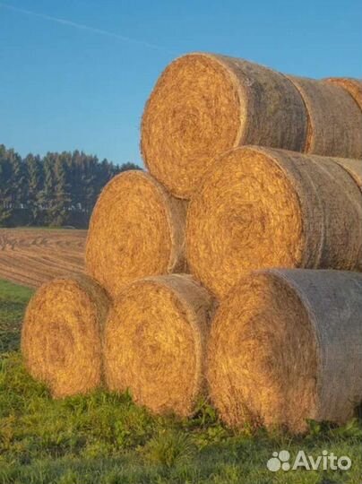 Продам сено в рулонах