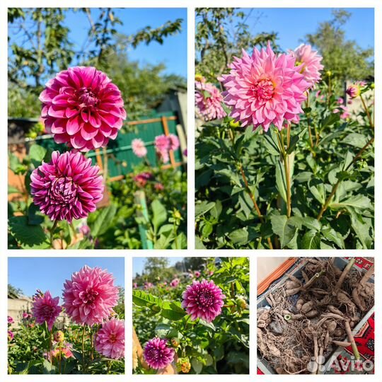 Георгины клубни